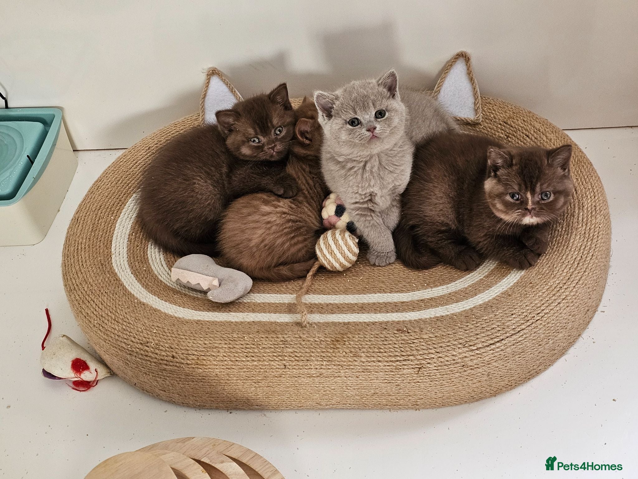 British Shorthair cats GCCF BSH from champion parents - Advert 1