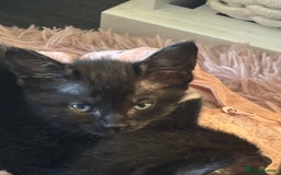 Mixed Breed cats for sale: Stunning litter of 7 kittens - Image 24