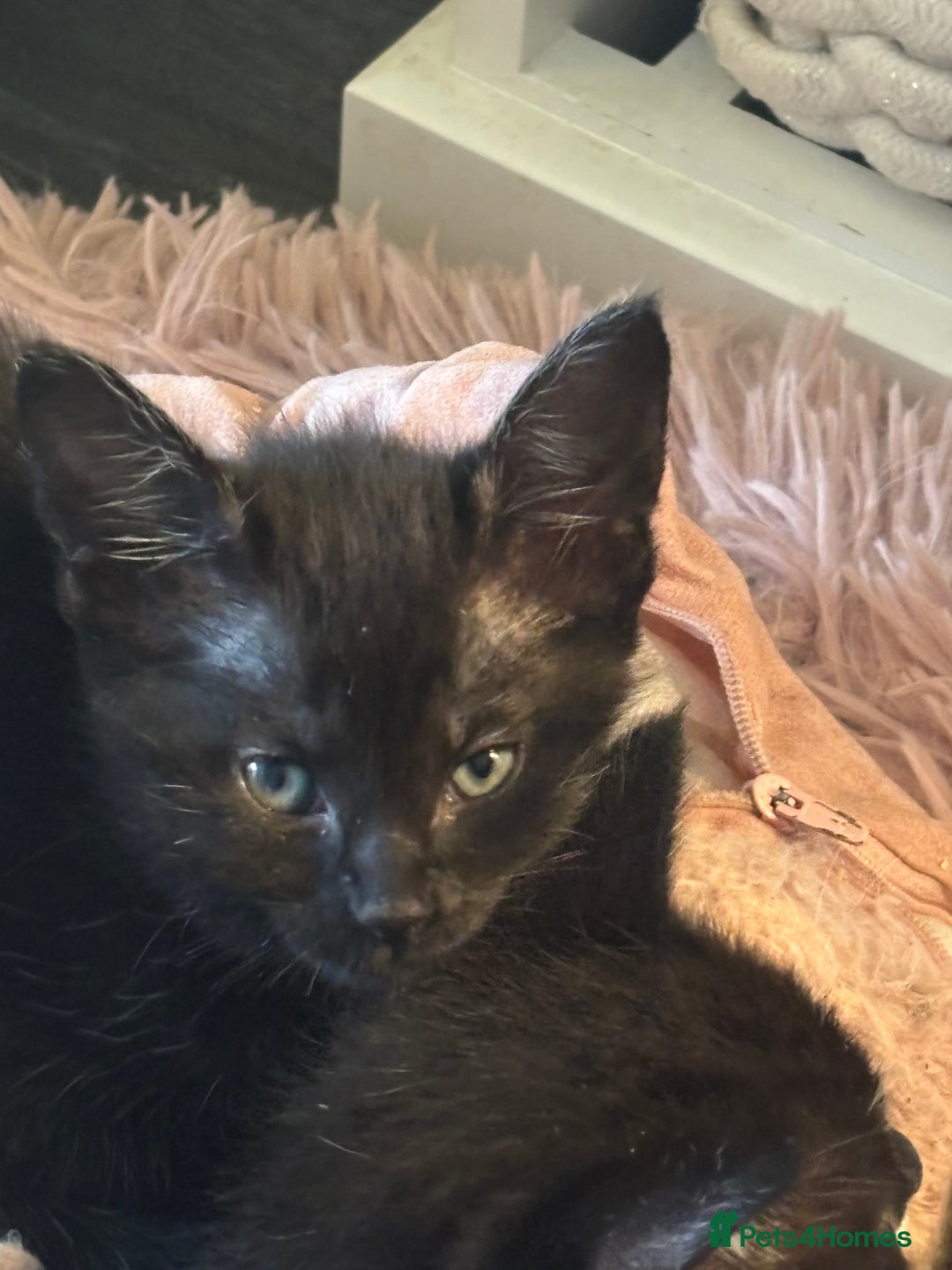 Mixed Breed cats for sale: Stunning litter of 7 kittens - Image 24