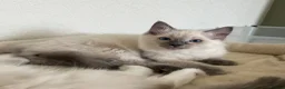 Ragdoll cats for sale: GCCF Registered Ragdoll Kittens  - Advert 2
