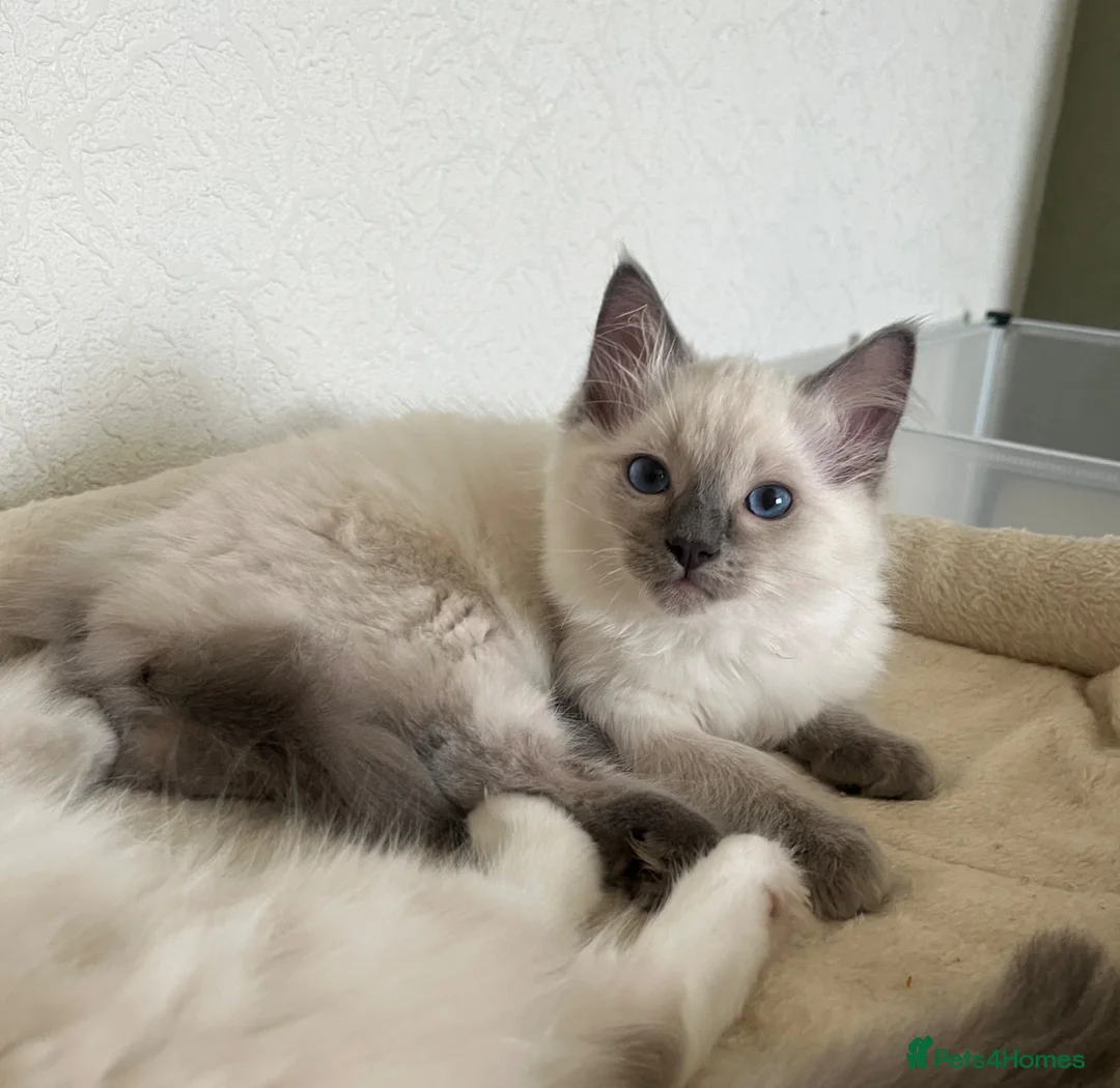Ragdoll cats for sale: GCCF Registered Ragdoll Kittens  - Advert 2