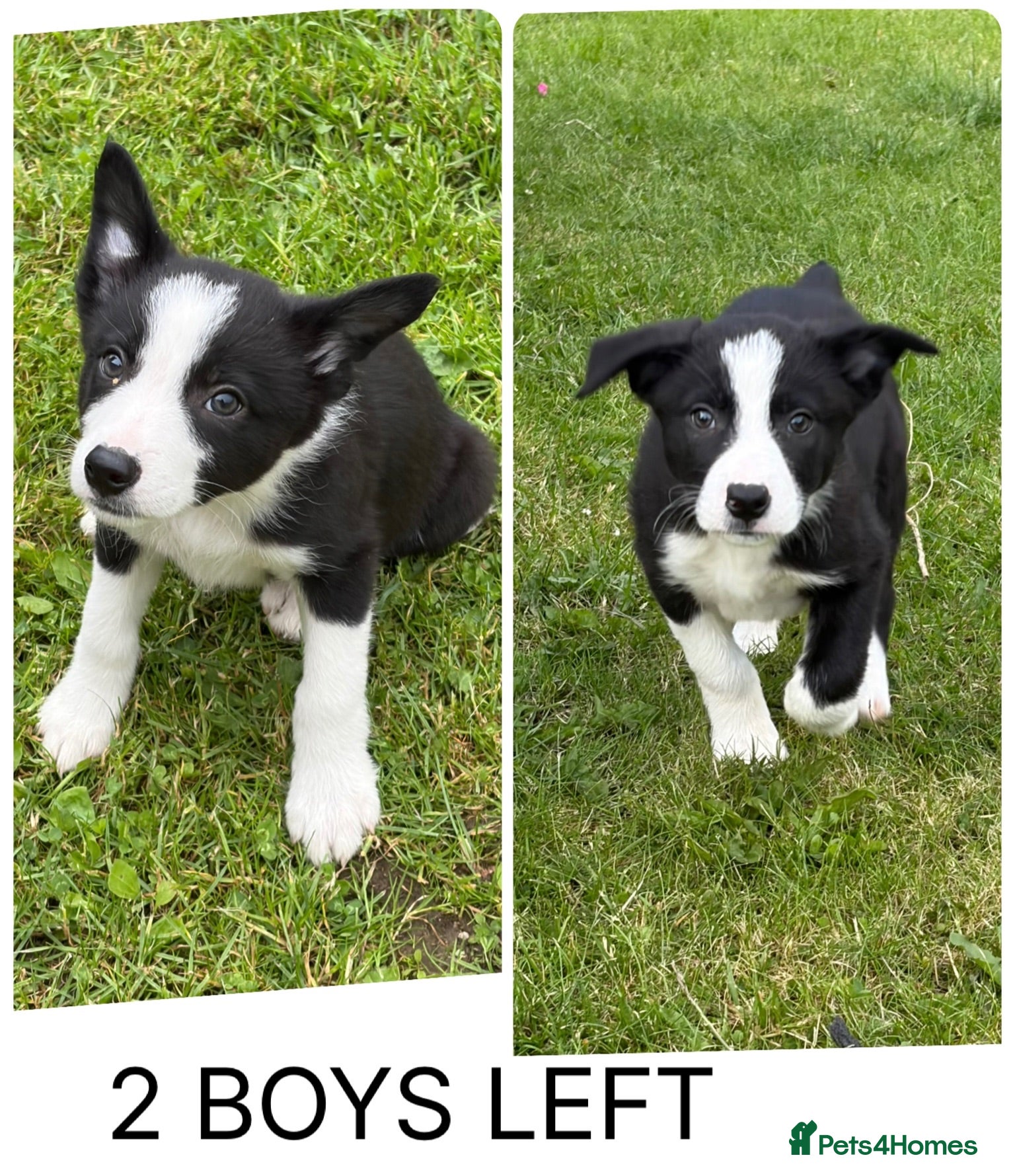 Border Collie dogs ⭐️BORDER COLLIE PUPS⭐️ READY TO GO - Advert 2