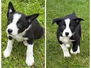 Border Collie dogs ⭐️BORDER COLLIE PUPS⭐️ READY TO GO - Advert 2