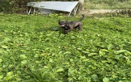 Mixed Breed dogs for sale: Coco canine  - Image 12