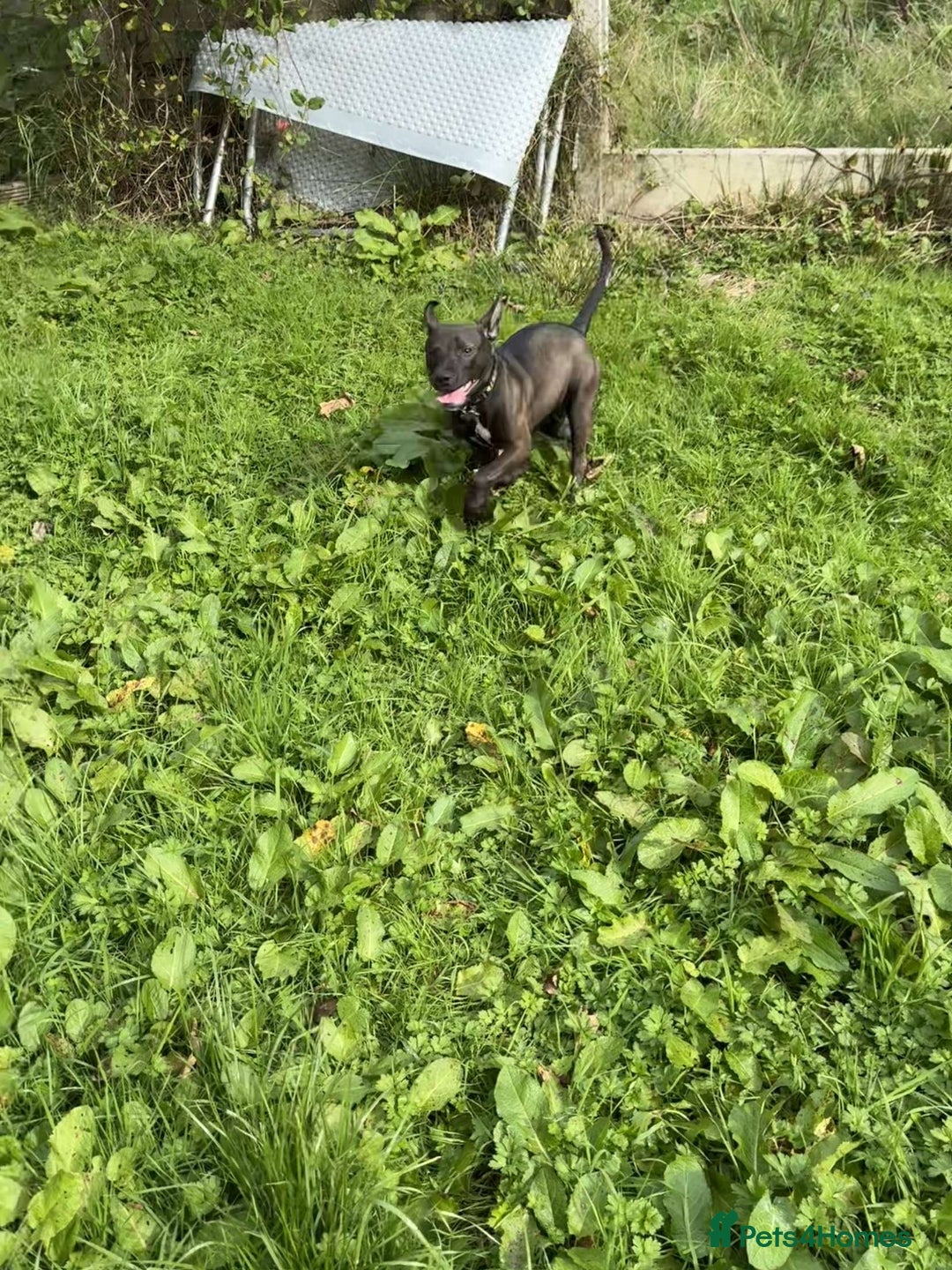 Mixed Breed dogs for sale: Coco canine  - Image 12