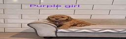 Cavapoochon dogs for sale: Beautiful Cavapoochons puppies - Advert 18