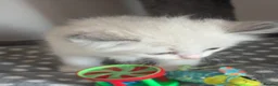 Ragdoll cats for sale: Adorable Gccf registered kittens  in Wakefield - Advert 22