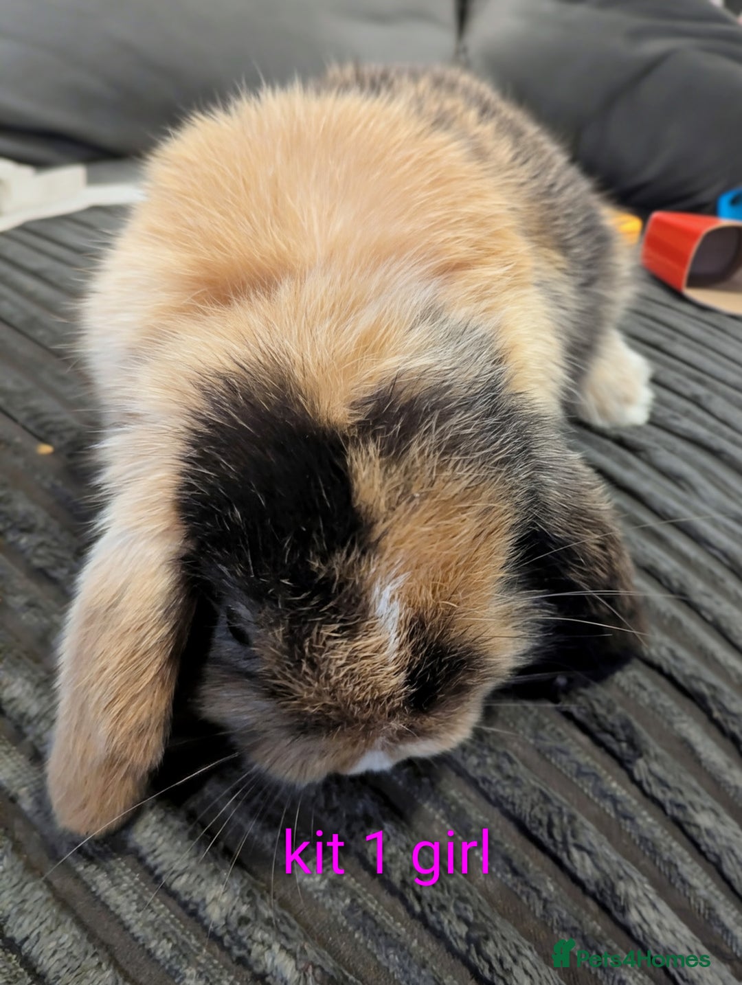 Mini Lop rabbits for sale: 1 LEFT Pure mini lop babies (indoor only homes) - Advert 1
