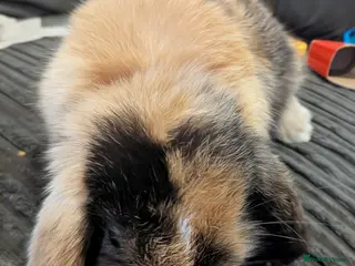 Mini Lop rabbits 1 LEFT Pure mini lop babies (indoor only homes) - Advert 20