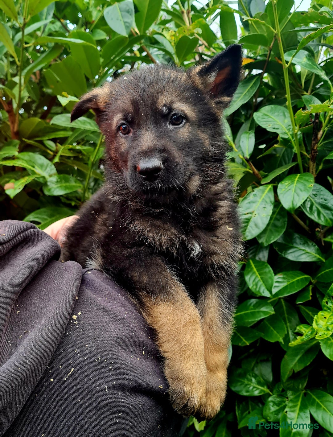German Shepherd dogs for sale: German Shepherd Puppies For Sale - Advert 24