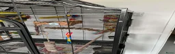Conures birds for sale: St Thomas conure (brown throated) - Advert 6