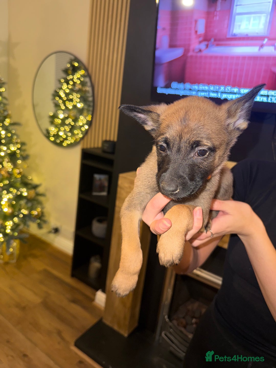Belgian Shepherd Dog dogs for sale: Pure Belgian Malinois Puppies - Advert 23