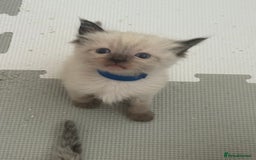 Ragdoll cats for sale: 6 adorable ragdoll kittens 🩷🩵 - Image 2