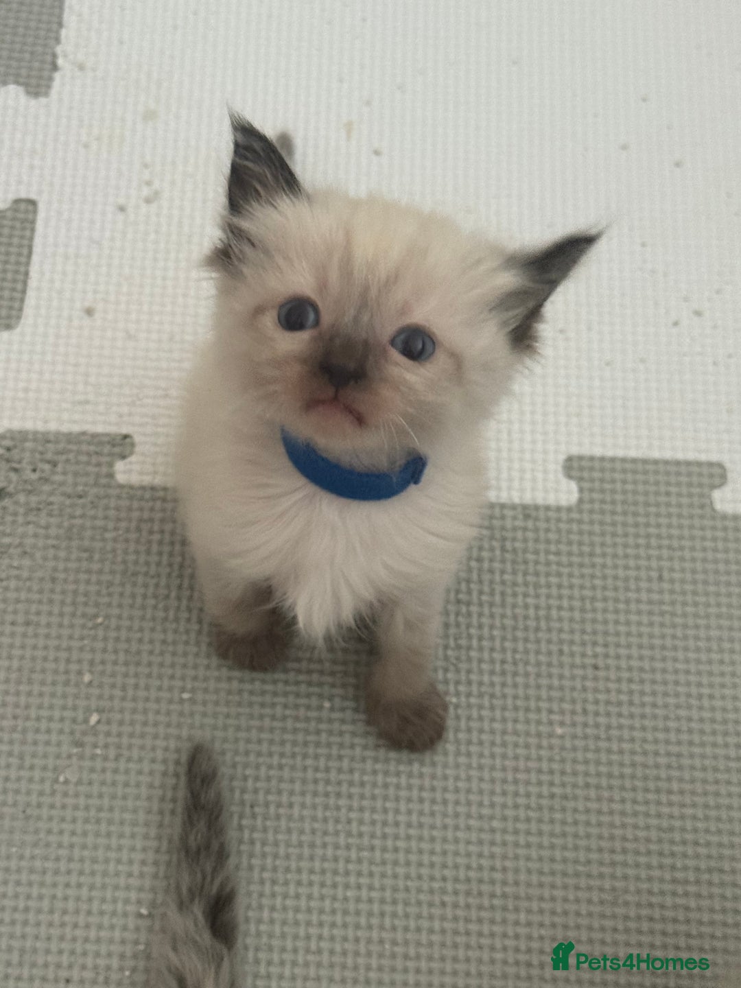 Ragdoll cats for sale: 6 adorable ragdoll kittens 🩷🩵 - Image 2