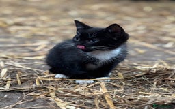 Mixed Breed cats for sale: Two adorable girl kittens - Image 6