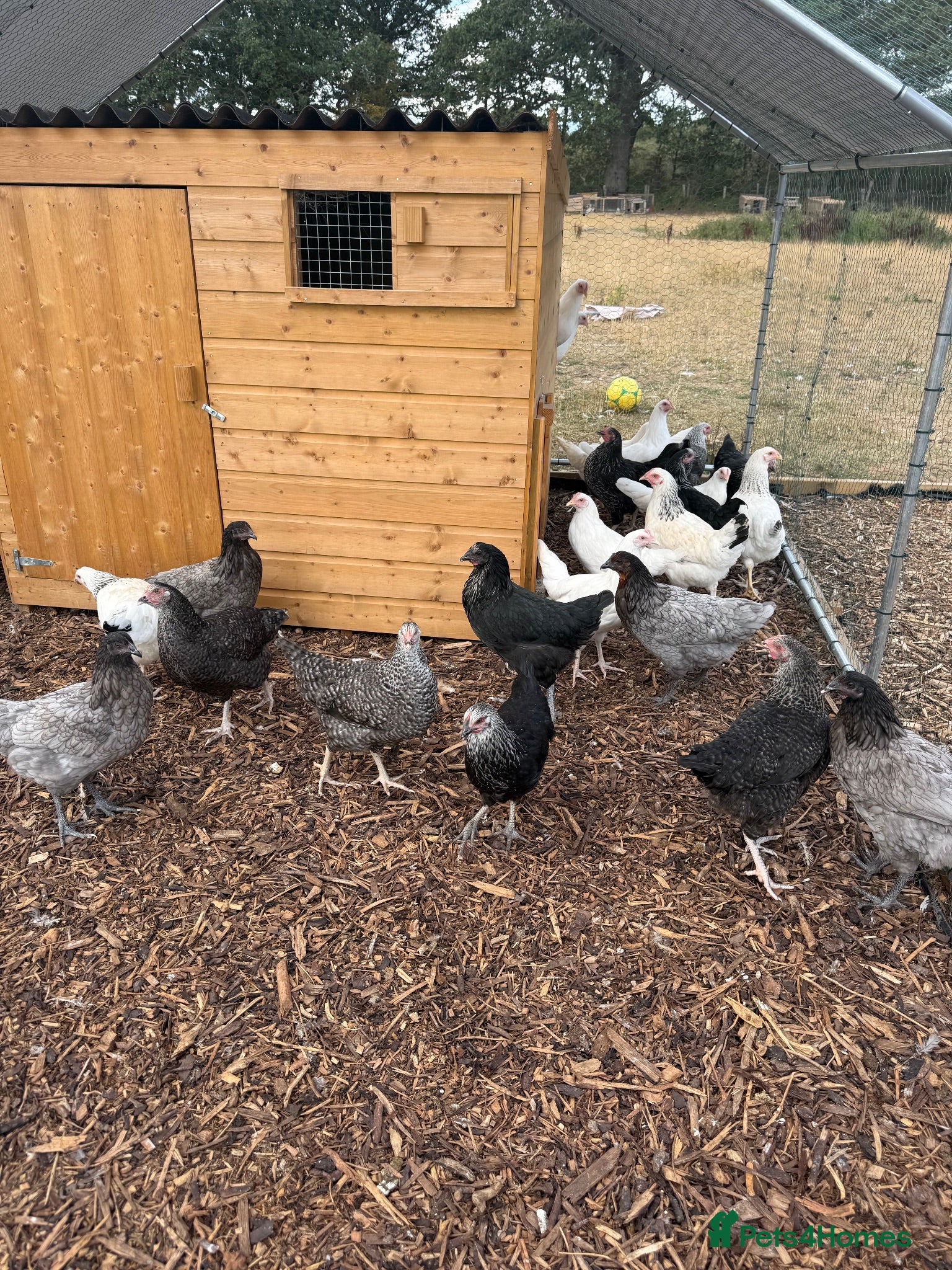 Chickens poultry hybrid pullets, point of lay - Advert 9
