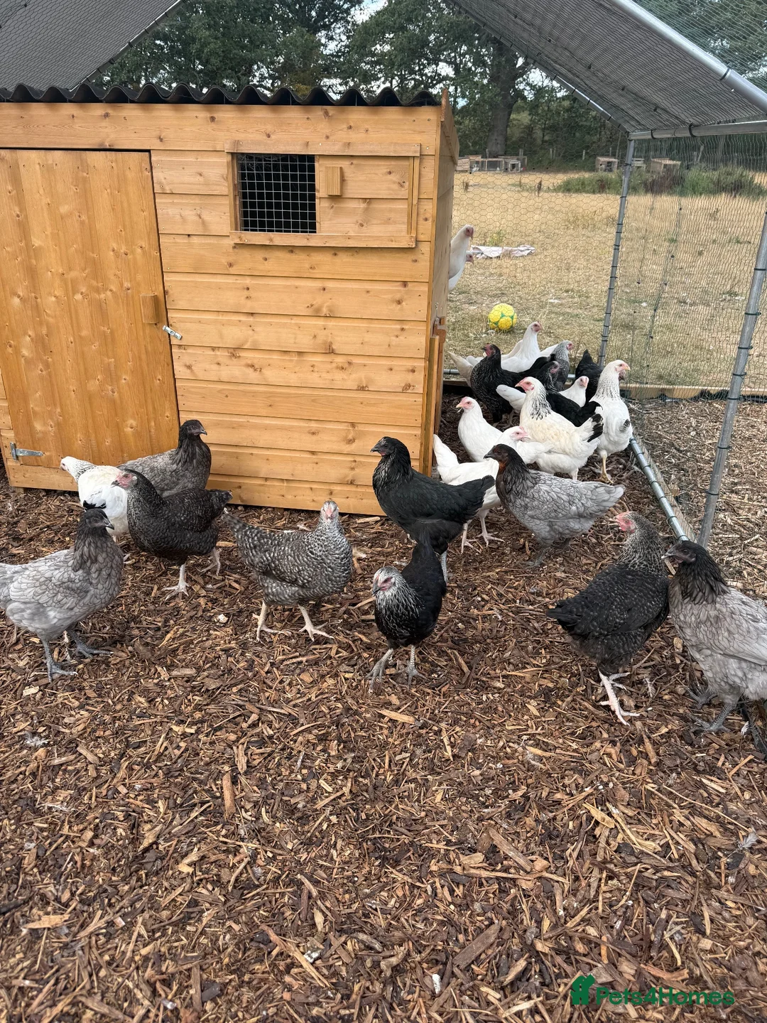 Chickens poultry for sale: hybrid pullets, point of lay - Advert 1