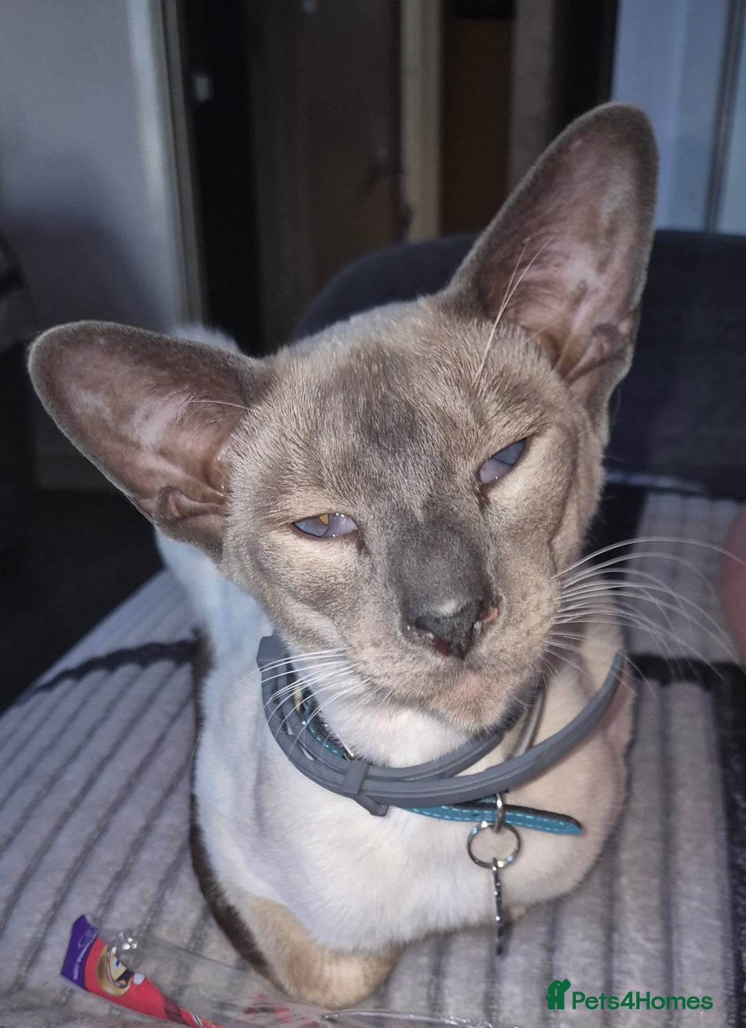 Siamese cats for sale: Blue point siamese - Advert 7