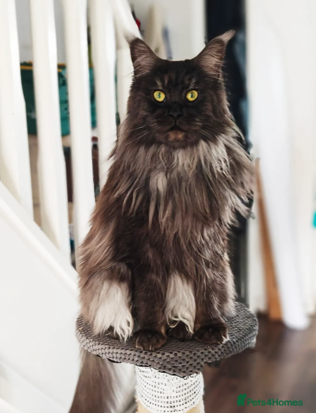 Maine Coon cats for sale: 🐾 Stunning Maine Coon Kittens – 3 Males 🐾 - Advert 11
