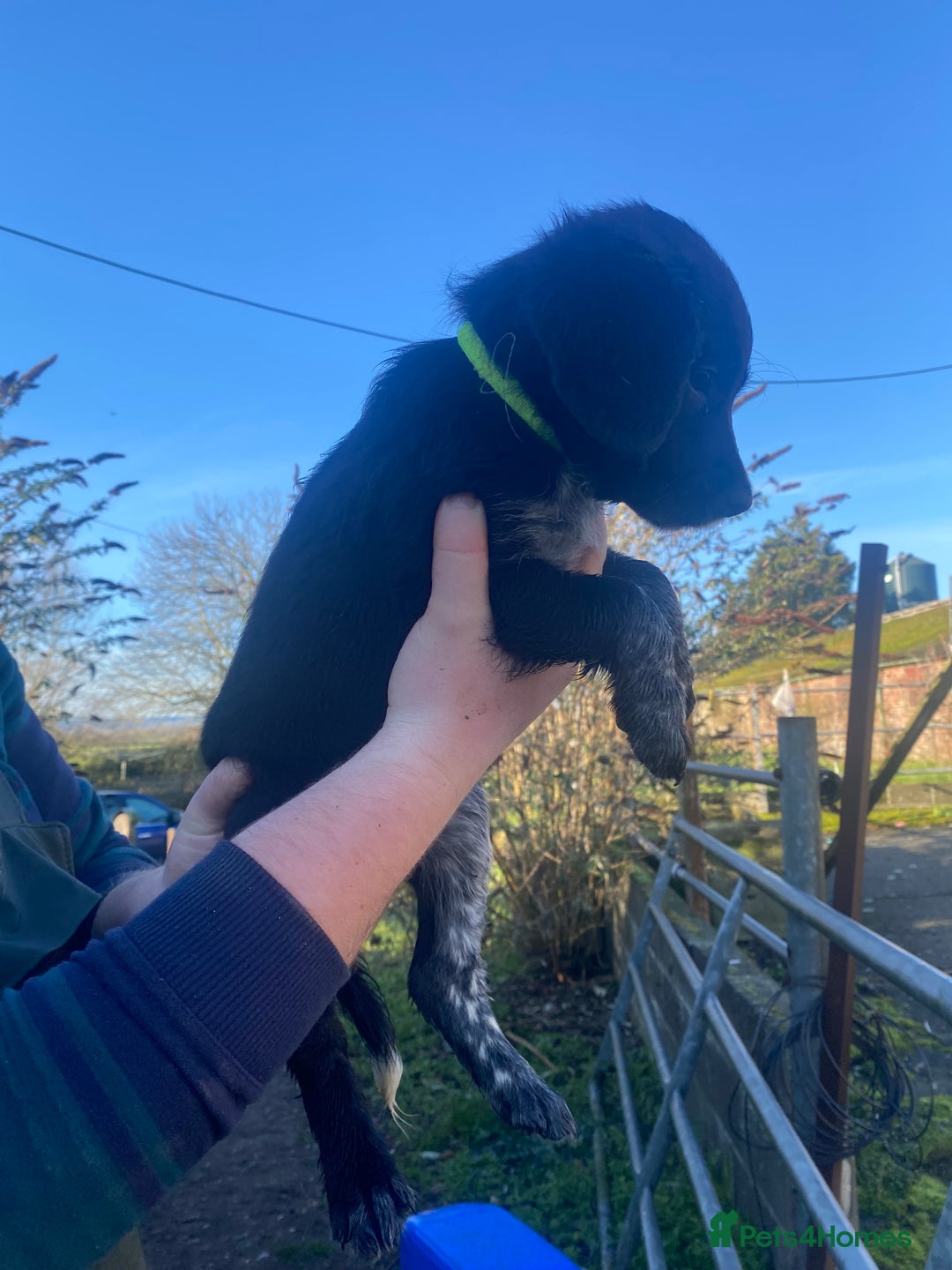 Mixed Breed dogs for sale: Cocker x collie puppies  - Advert 14