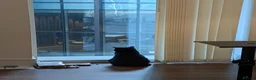 Domestic Shorthair cats for sale: Rescued cat looking for home - Advert 6