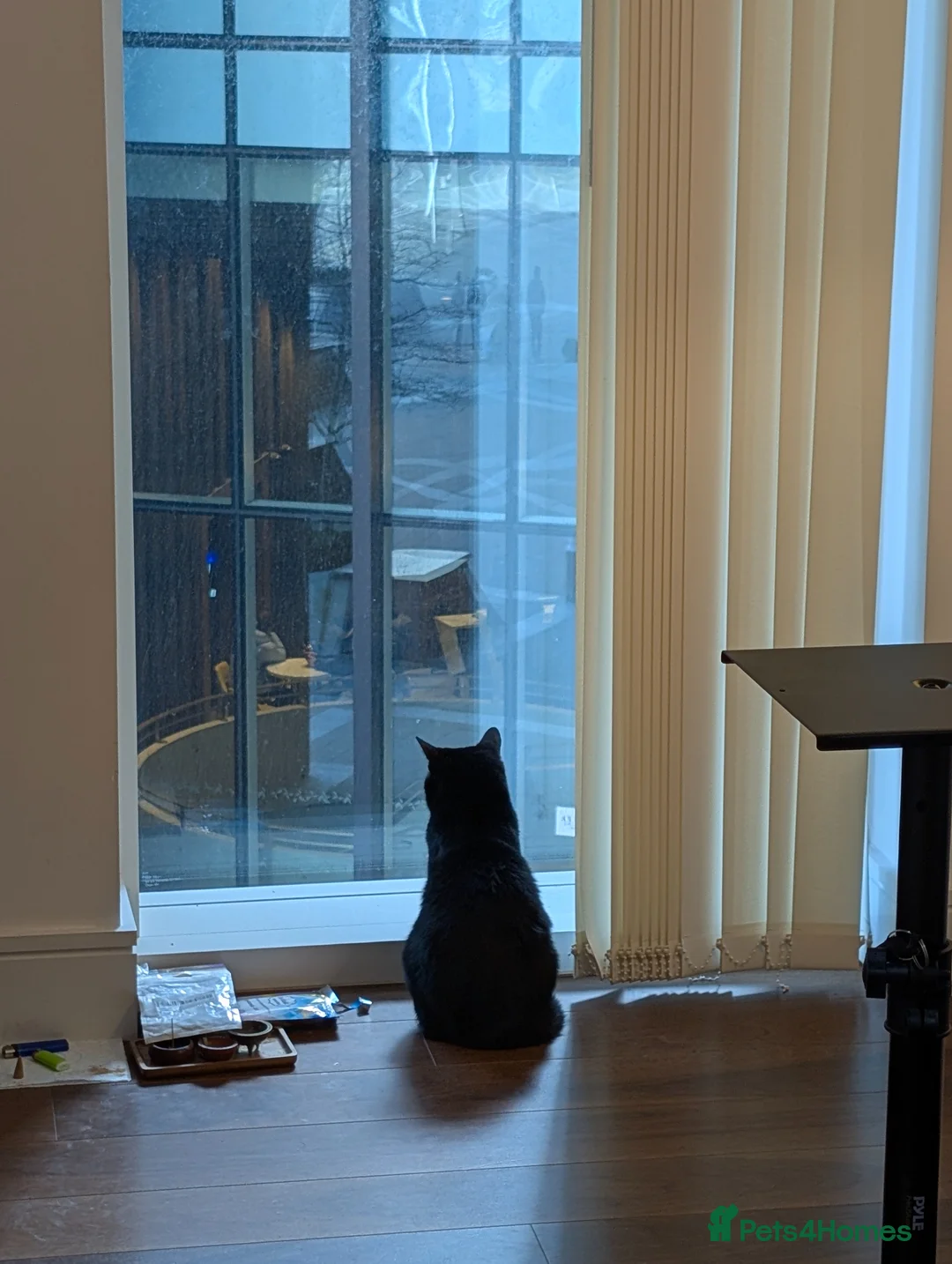 Domestic Shorthair cats for sale: Rescued cat looking for home - Advert 6
