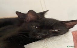 Domestic Shorthair cats for sale: Male black kittens  in Worthing - Image 2