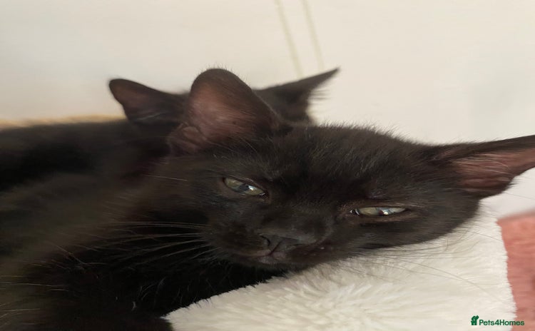 Domestic Shorthair cats in Worthing - Advert 1