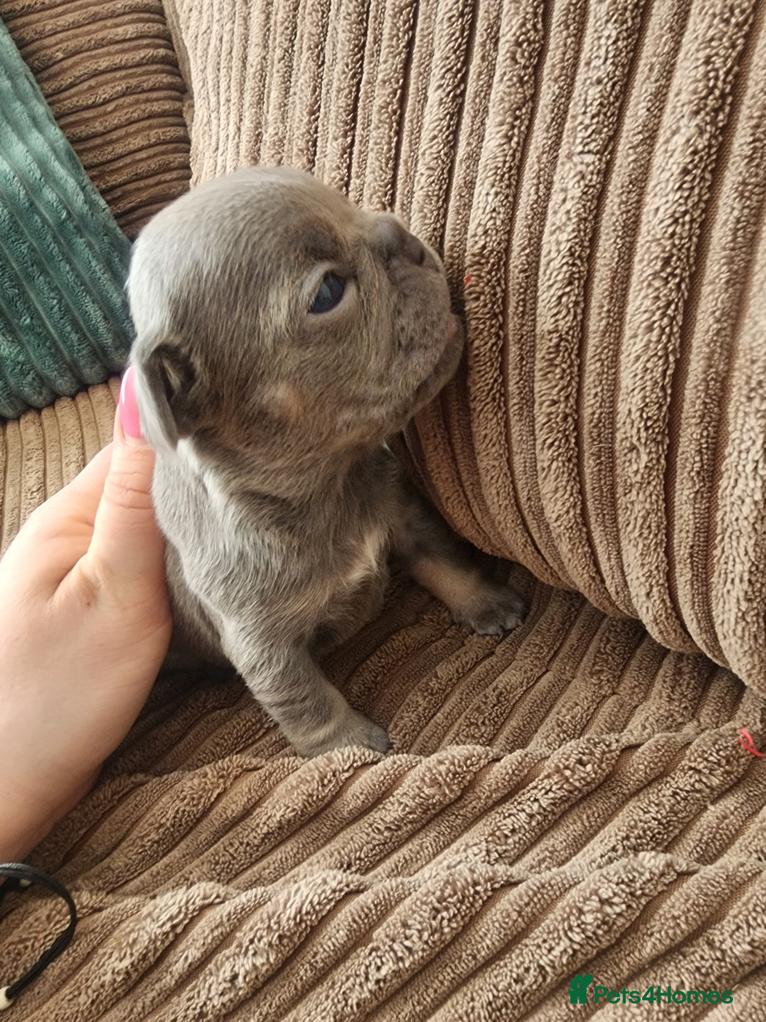 French Bulldog dogs for sale: French Bulldog puppies - Advert 16