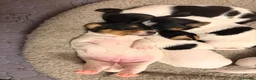 Jack Russell dogs for sale: Tri coloured Jack Russell pups in Isle of Bute - Advert 9