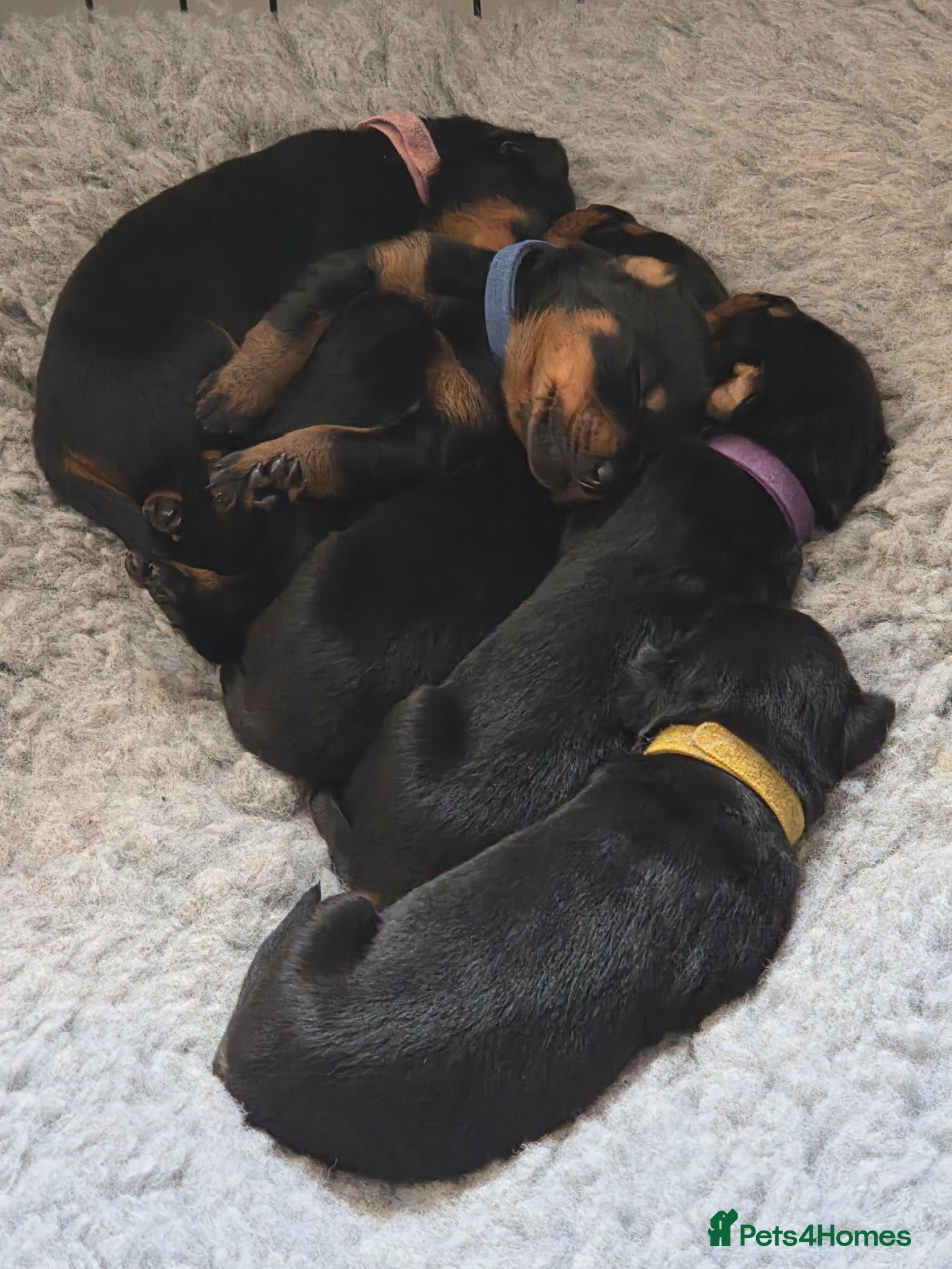 Dobermann dogs Rottermann puppies (Dobermann x Rottweiler) - Advert 1