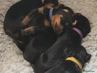 Dobermann dogs Rottermann puppies (Dobermann x Rottweiler) - Advert 3
