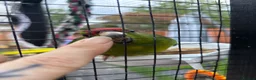 Parakeets birds for sale: kakariki chicks ready to go  - Advert 1