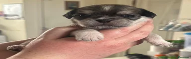 Mixed Breed 3