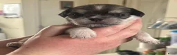 Mixed Breed dogs for sale: 6 beautiful puppies looking for forever homes  - Advert 4