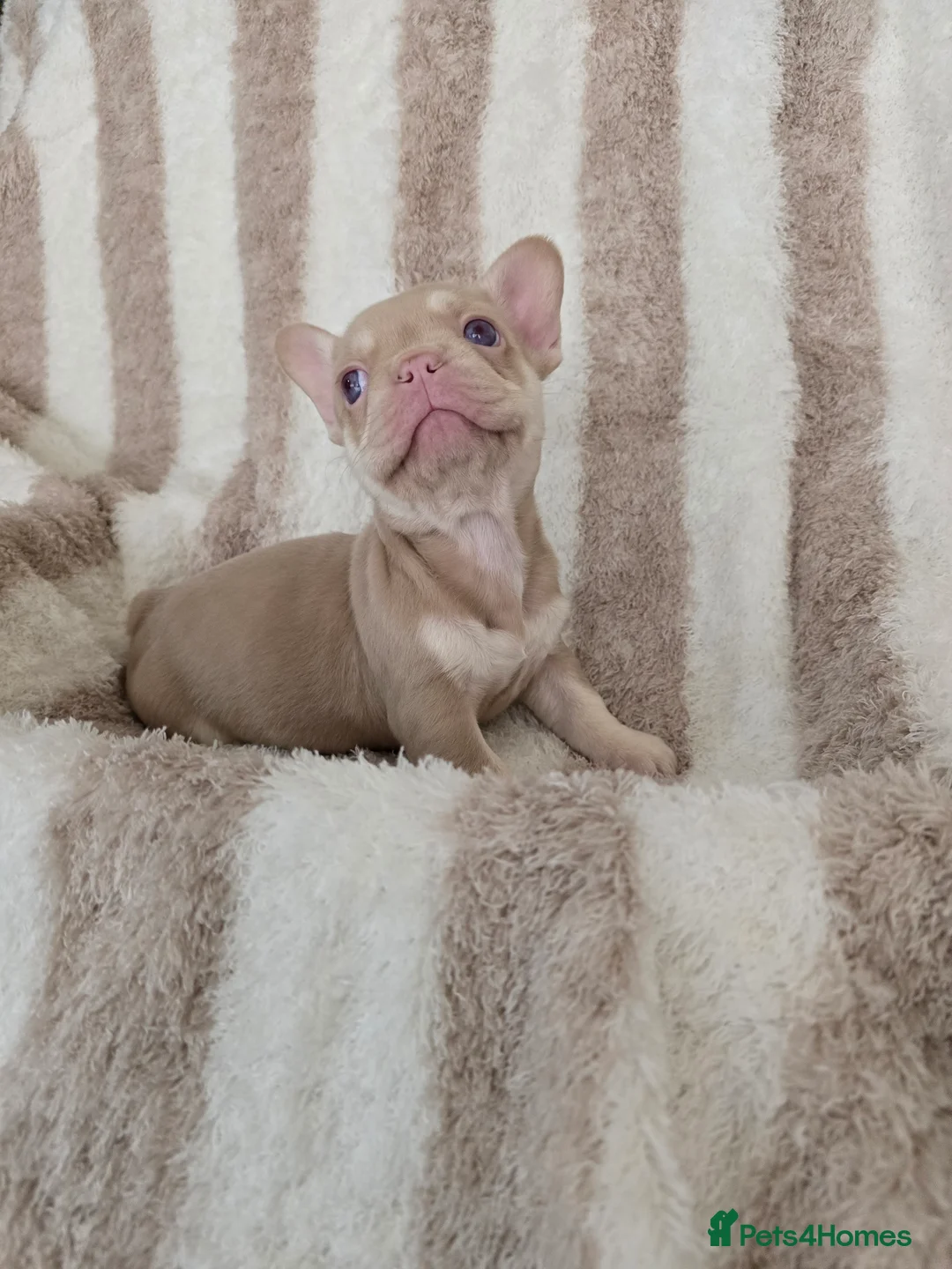 French Bulldog dogs for sale: Beautiful Frenchie Pups Available  - Advert 9