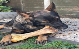 German Shepherd dogs for sale: Female German Shepherd - working line - Advert 5