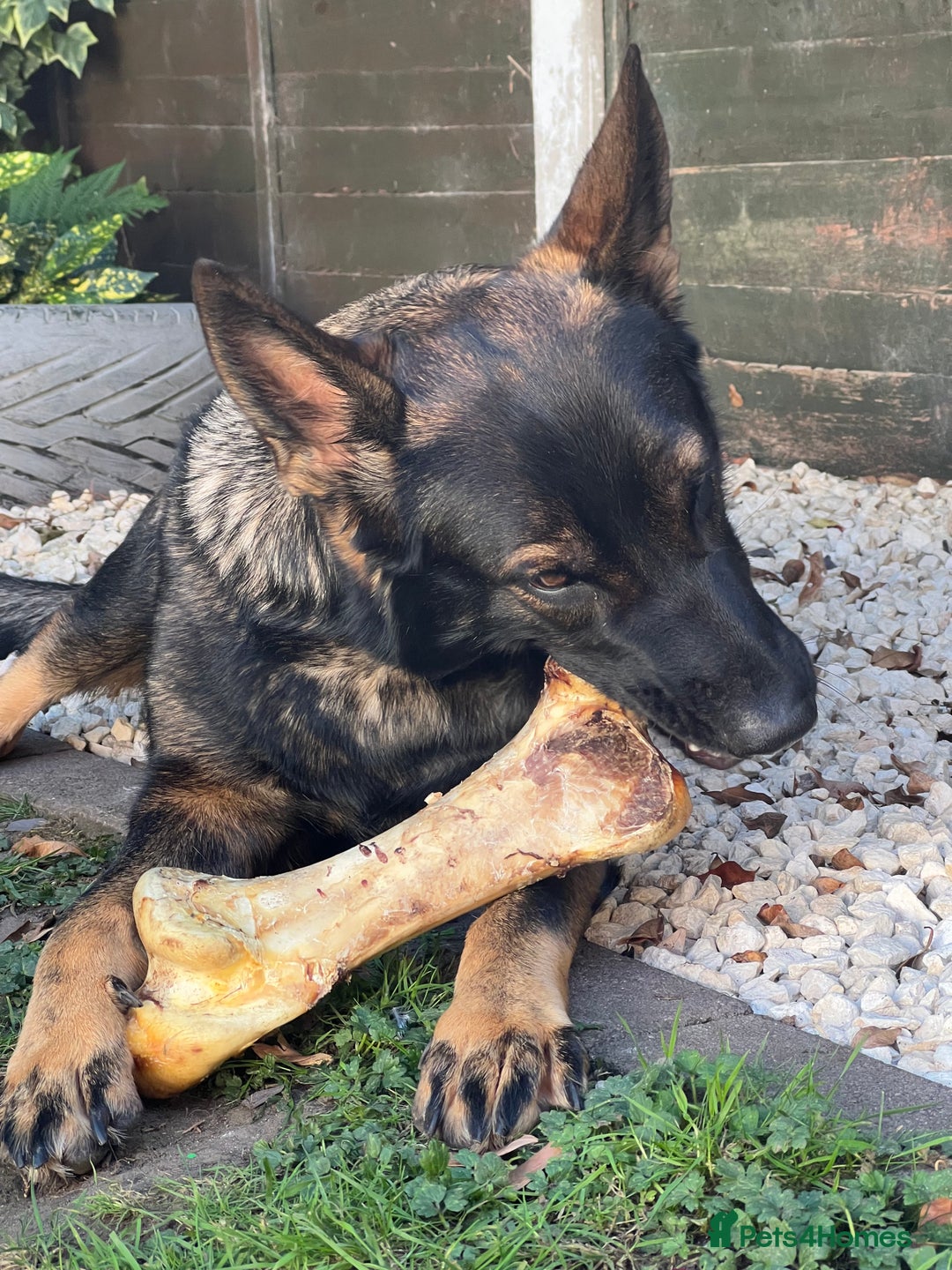 German Shepherd dogs for sale: Female German Shepherd - working line - Advert 5