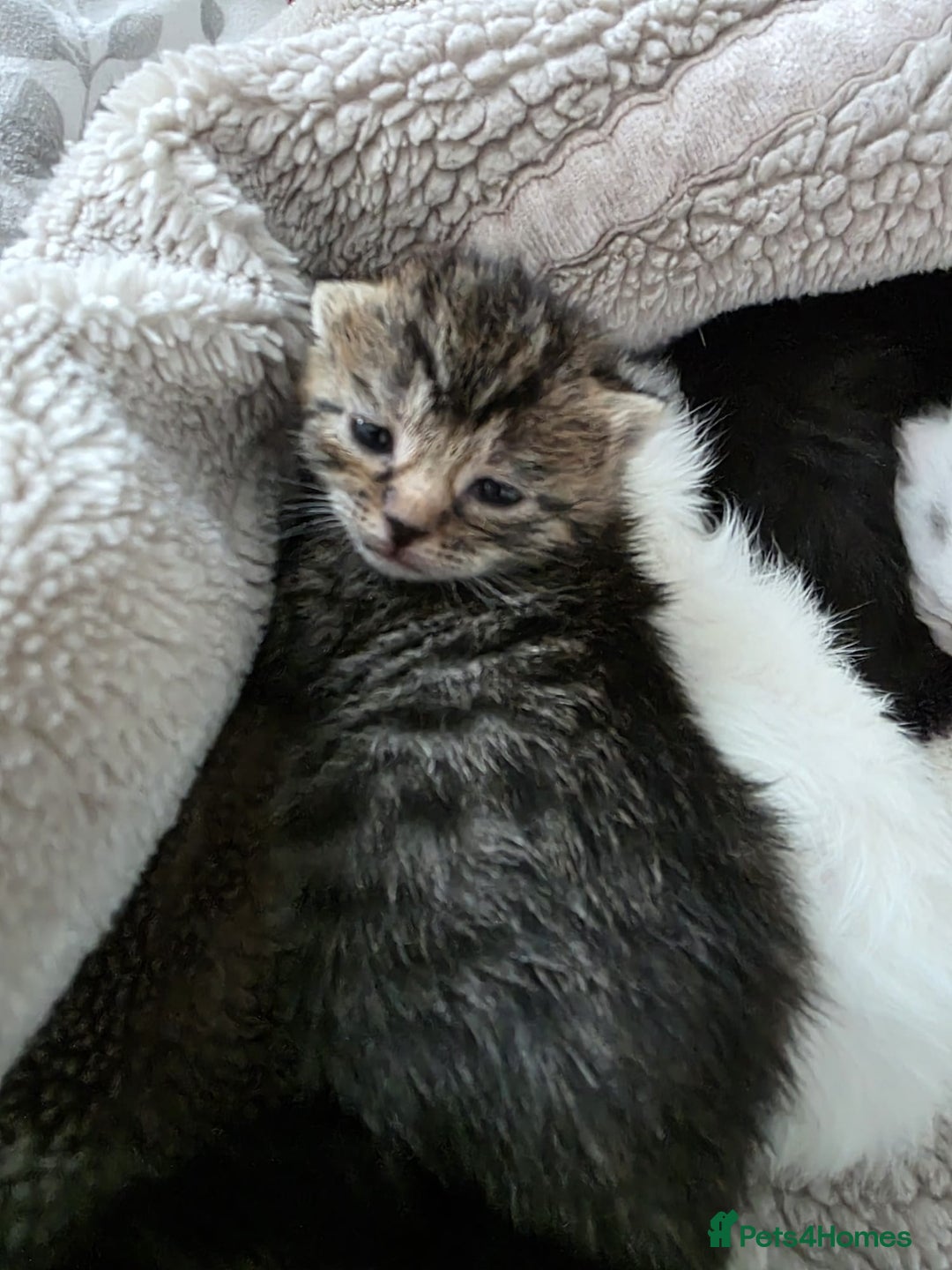 Mixed Breed cats for sale: Mixed kittens😻😽Ragdoll x domestic 🙀👌 - Advert 8