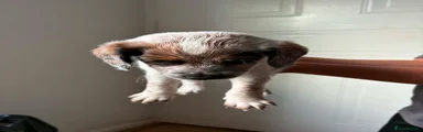 Mixed Breed 3