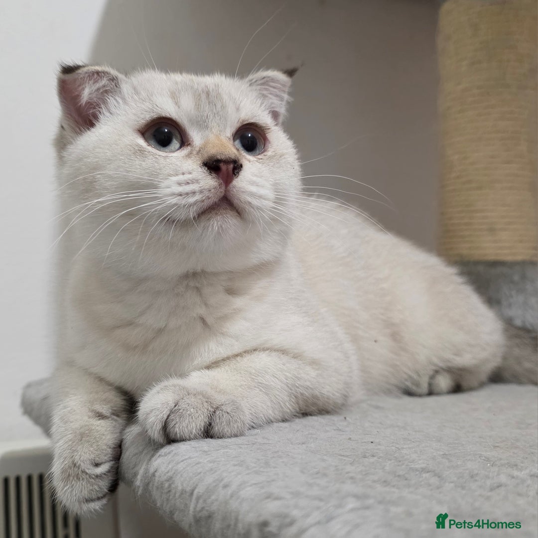 Scottish Fold cats for sale: British short hair x Scottish fold kittens in Romford - Image 5