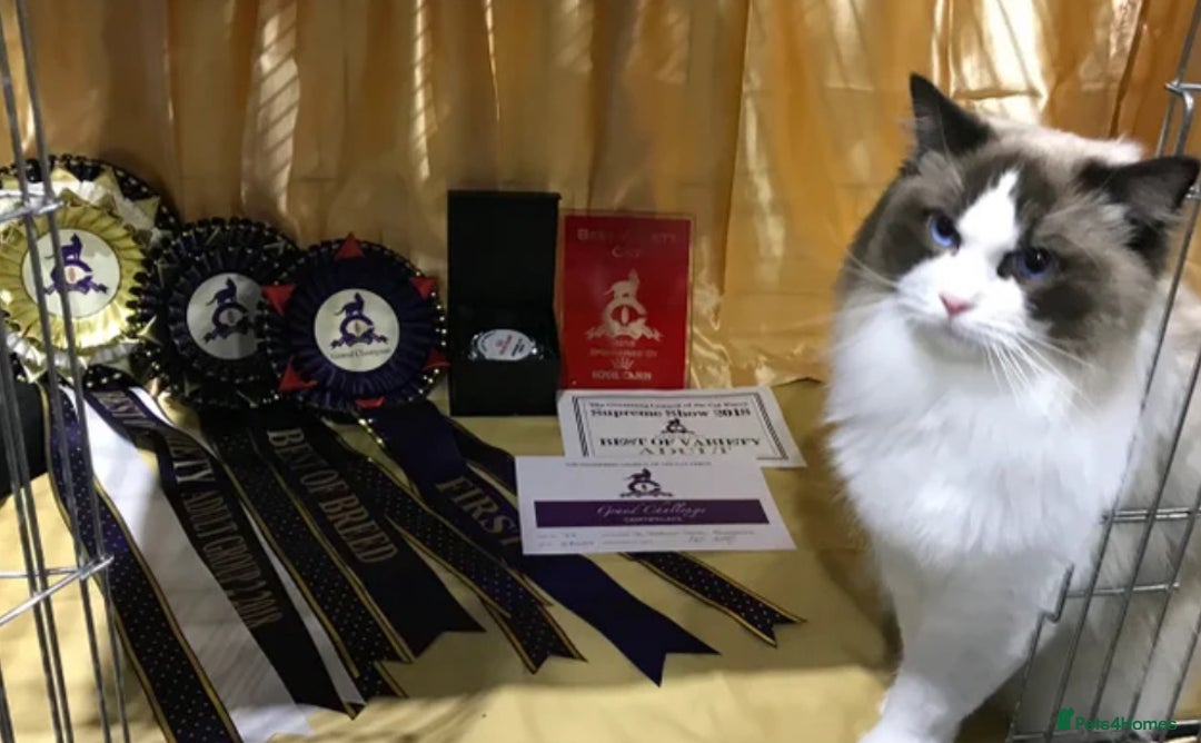 Ragdoll cats for sale: Gccf ragdoll kittens imperial grand champion lines - Advert 6