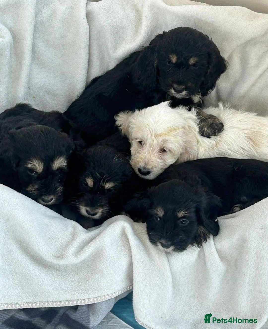 Cockapoo dogs for sale: Cockapoo pups - Advert 4