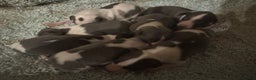 Whippet dogs for sale: 🐾 Exceptional small sized KC Reg Whippet Pups🐾 - Advert 12
