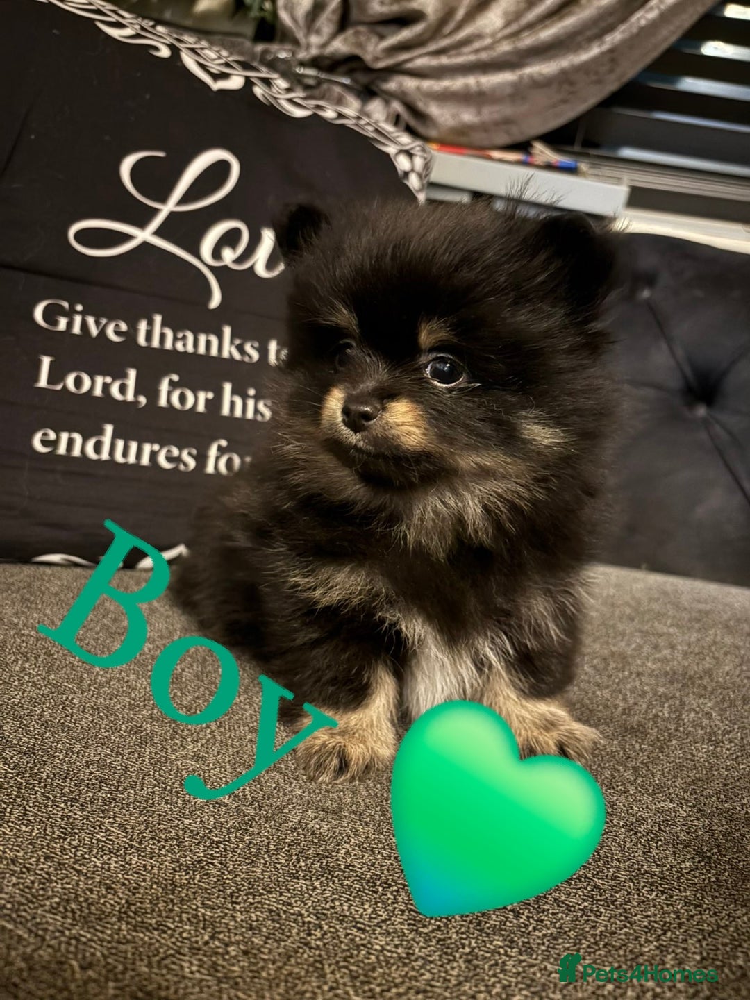 Pomeranian dogs for sale: Ready to leave last blk & tan & wlf sable boy - Advert 1