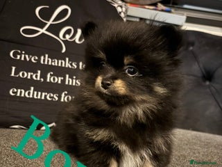 Pomeranian dogs Ready to leave last pom boys blk & tan wlf sable - Advert 16