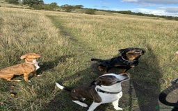 Mixed Breed dogs for sale: Mixed breed male dog - Advert 2