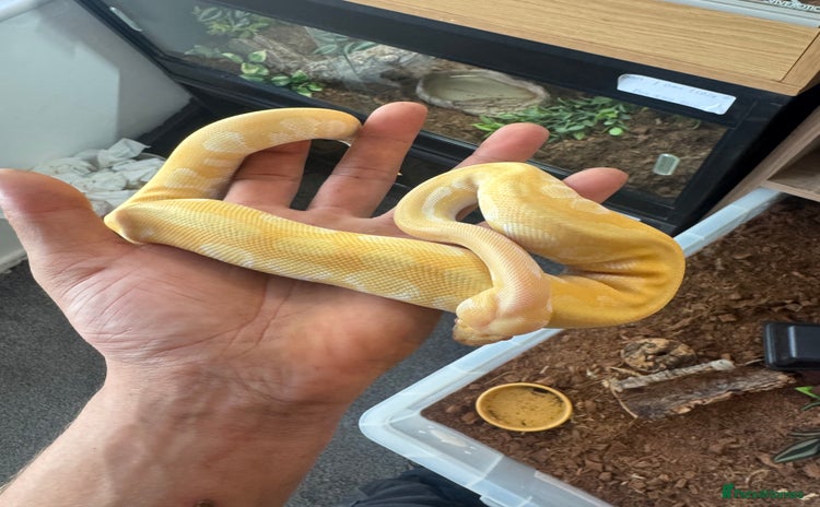 Python Snake reptiles - Advert 4