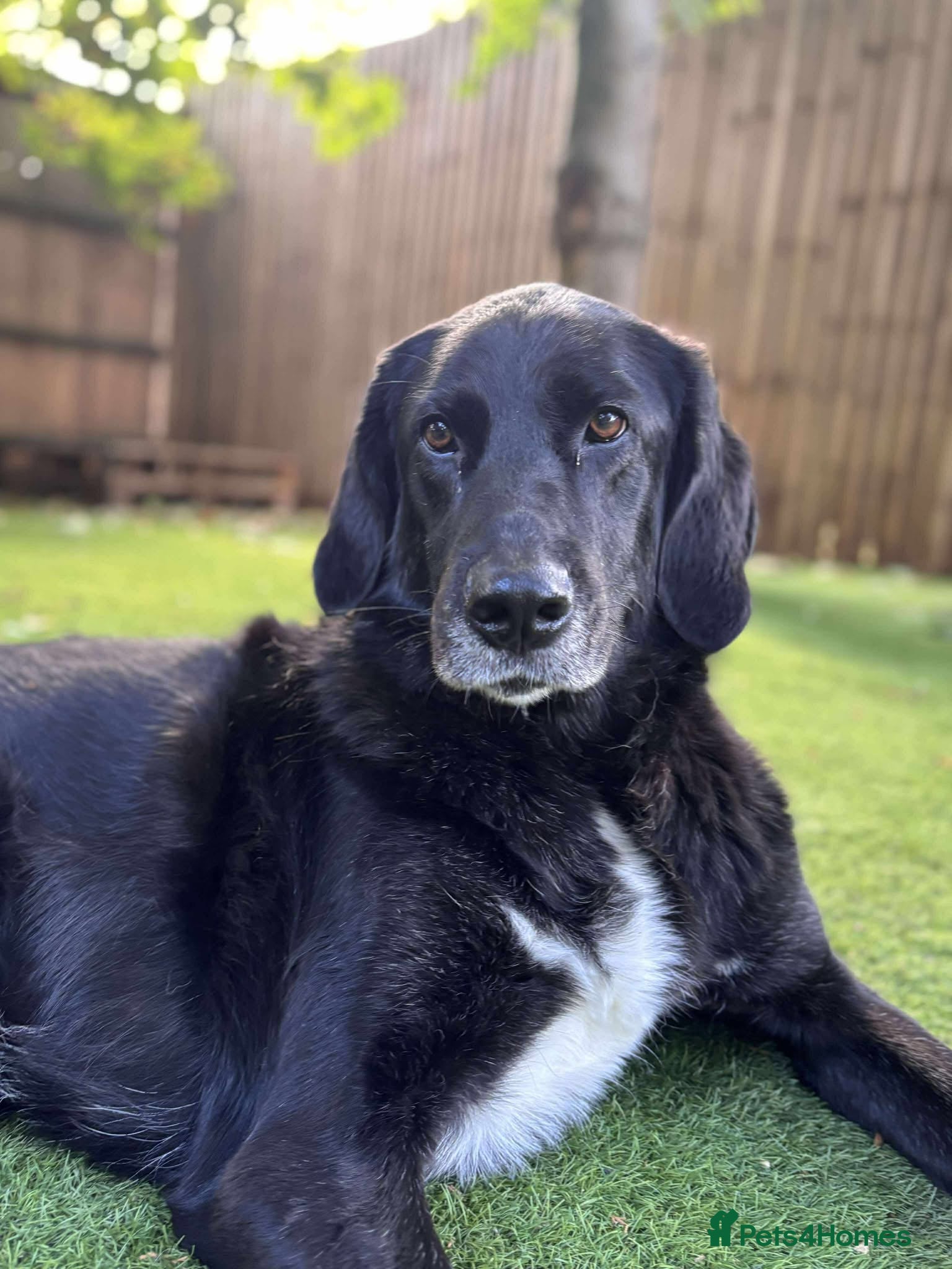 Mixed Breed dogs Miss Roo needs to be rescued - Advert 3