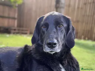 Mixed Breed dogs Miss Roo needs to be rescued - Advert 3